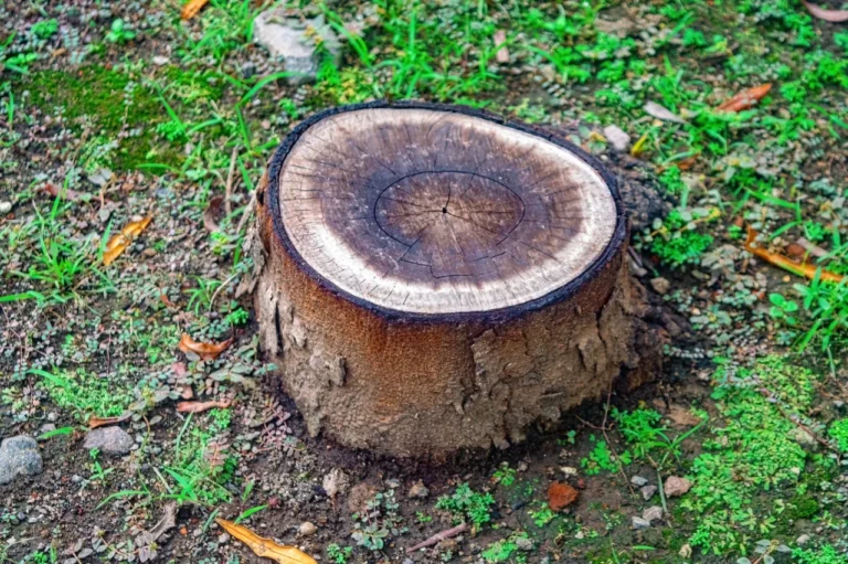 7 Signs It Is Time to Grind an Unwanted Tree Stump